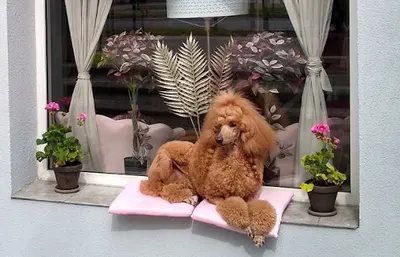 Diamond Dog - Salon Pielęgnacji Psów